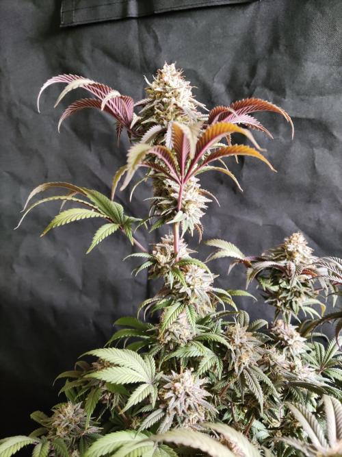 Big Bud. Week 19