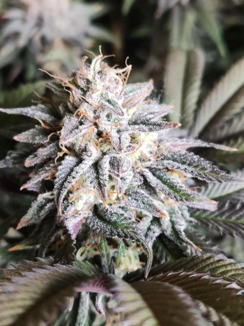 Big Bud. Week 19