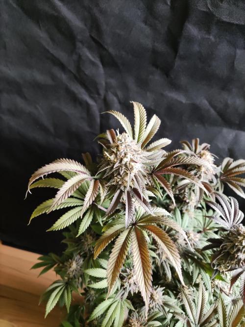 Big Bud. Week 19