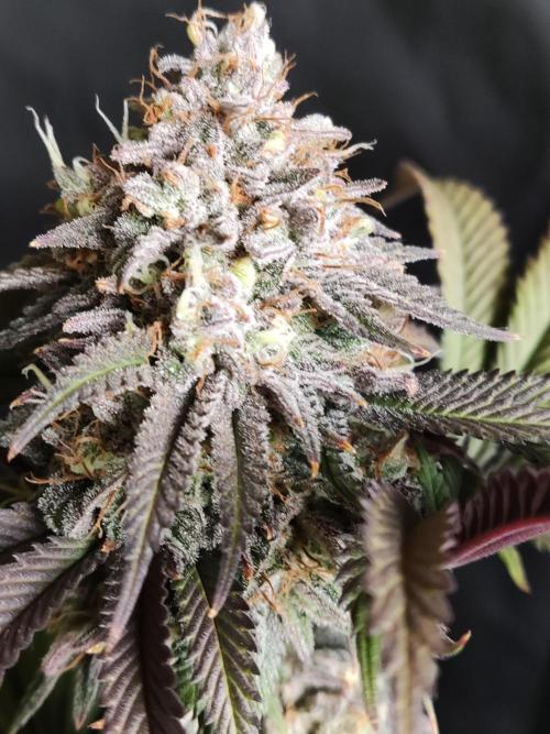 Big Bud. Week 19