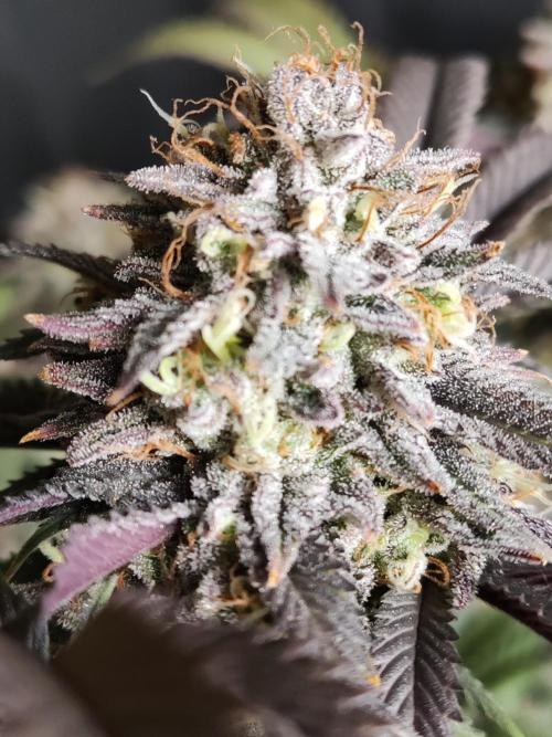Big Bud. Week 19