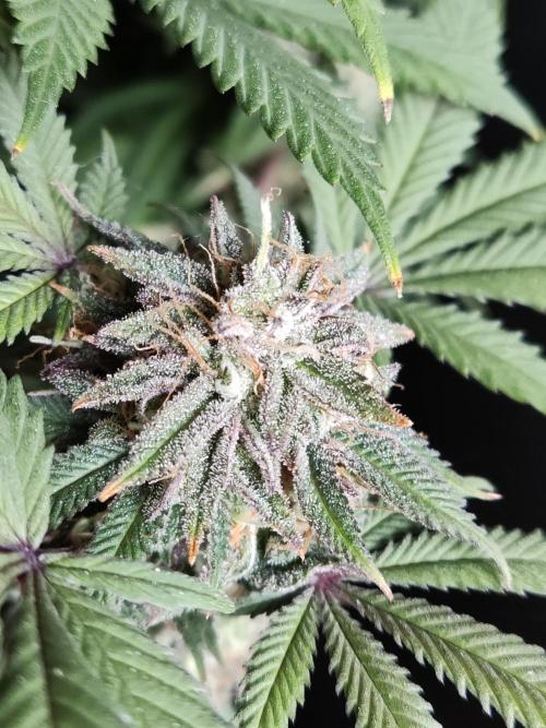 Big Bud. Week 19