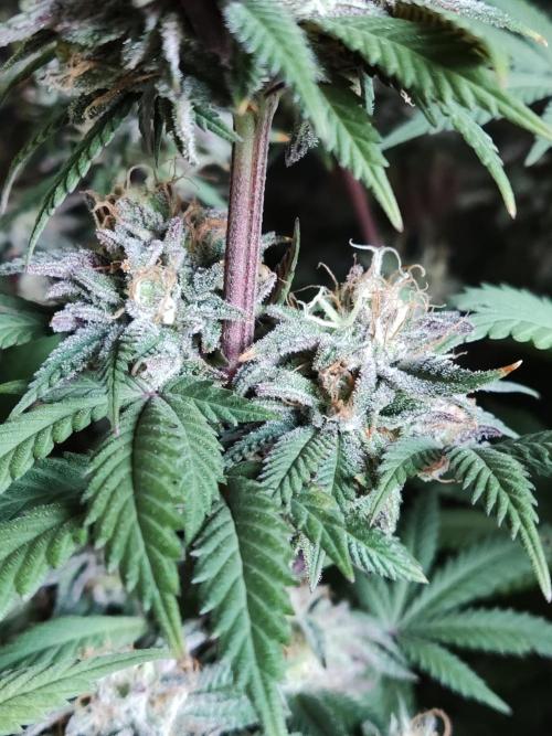 Big Bud. Week 19