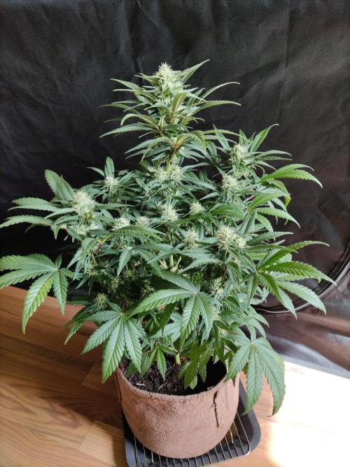 Power Plant. Week 8