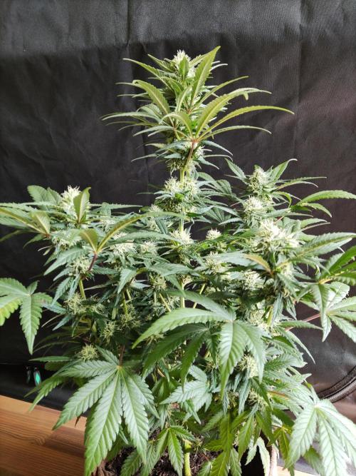 Power Plant. Week 8