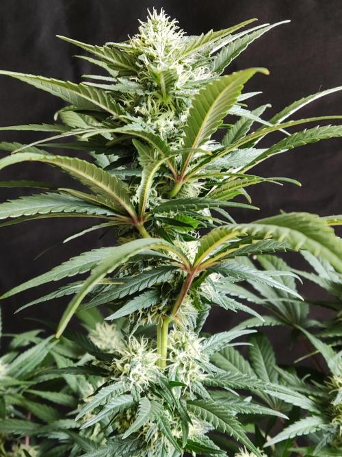 Power Plant. Week 8