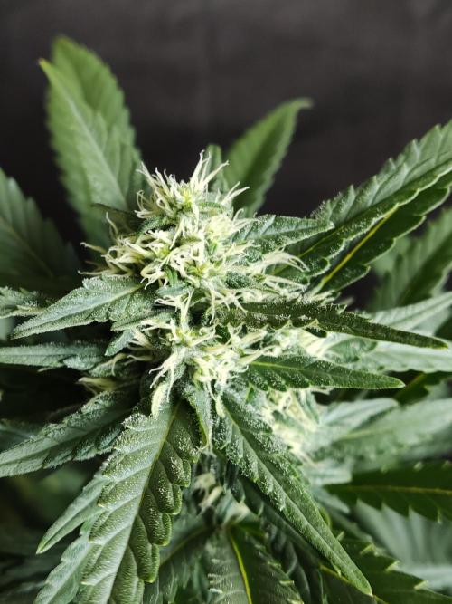 Power Plant. Week 8
