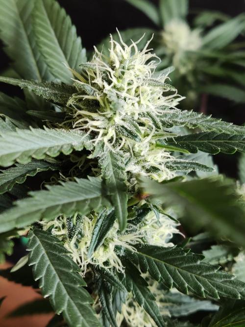 Power Plant. Week 8