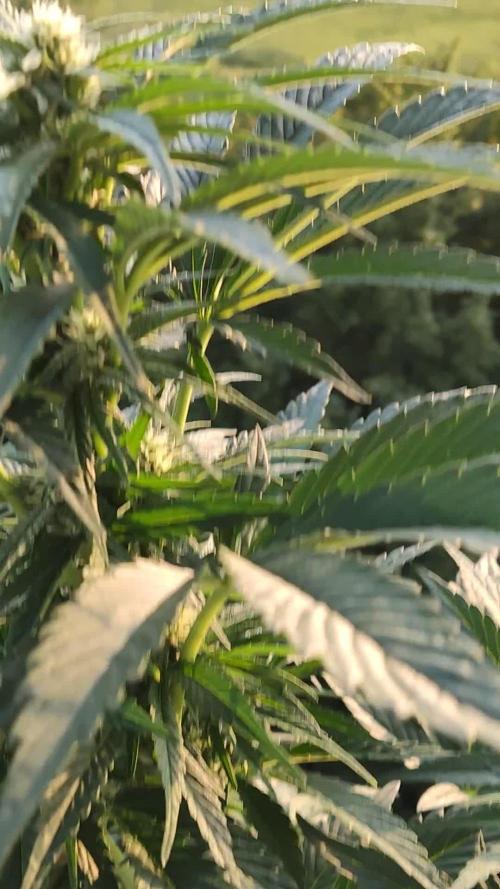 Auto Red Tropicana Cookies
