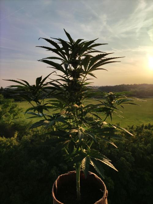 Auto Red Tropicana Cookies. Week 6 - Tag 42