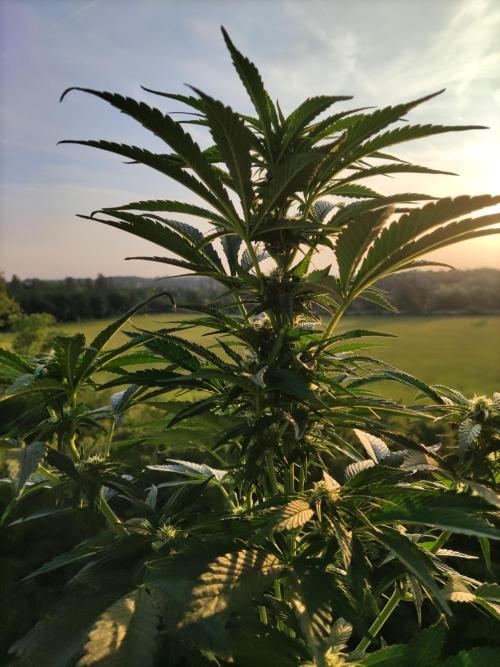 Auto Red Tropicana Cookies. Week 6