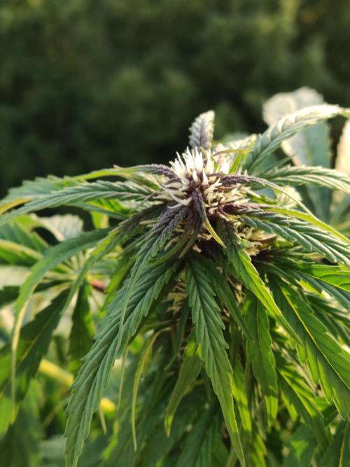 Auto Creeper. Week 6
