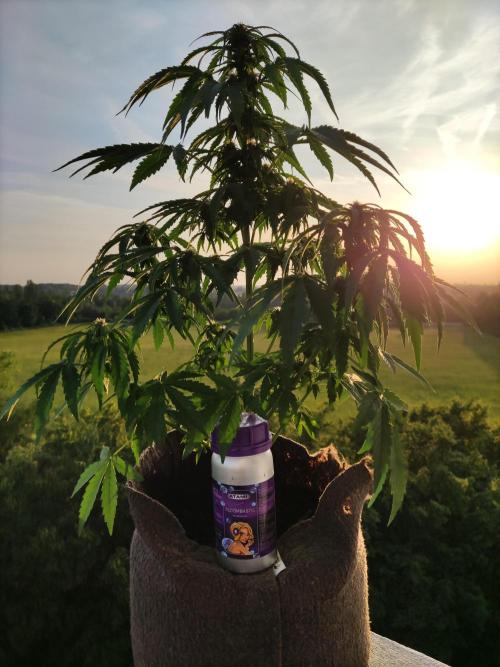 Auto Creeper. Week 6