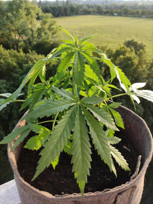 Ghost Train Haze Auto. Week 4