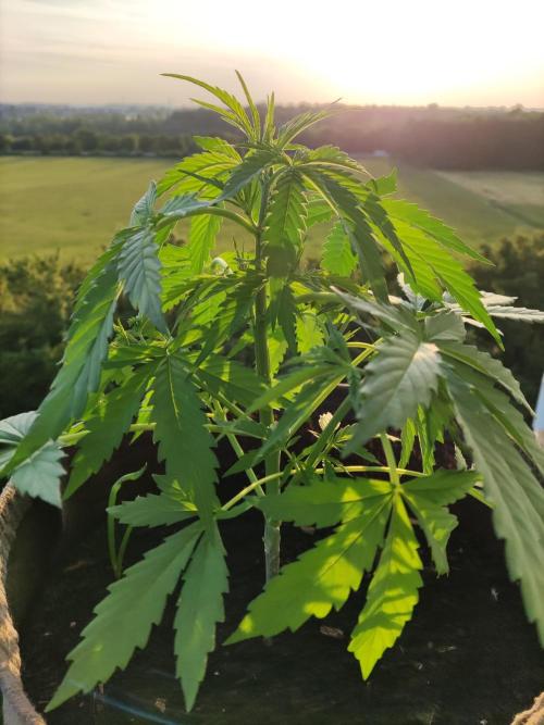 Ghost Train Haze Auto. Week 4