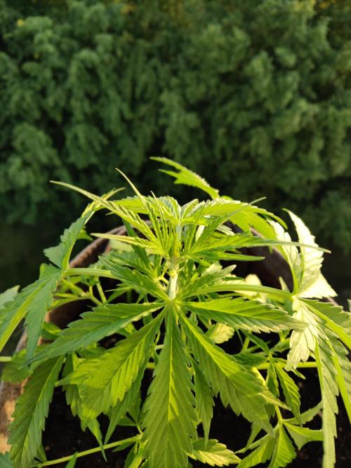 Ghost Train Haze Auto. Week 4