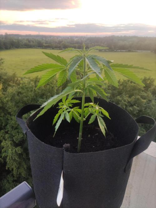 Durban Poison Autoflower. Week 3 - Tag 21