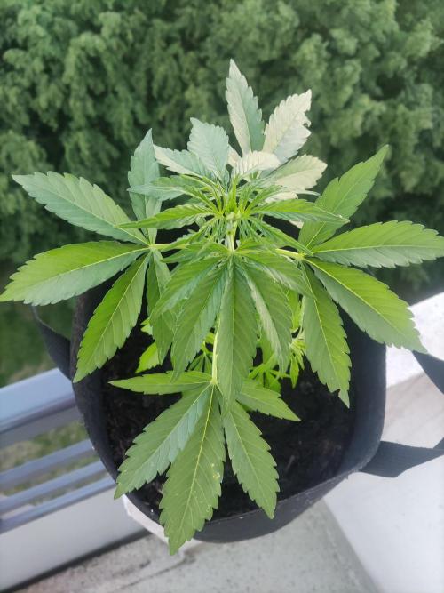 Durban Poison Autoflower. Week 3