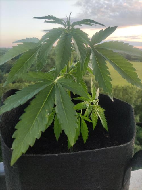 Durban Poison Autoflower. Week 3