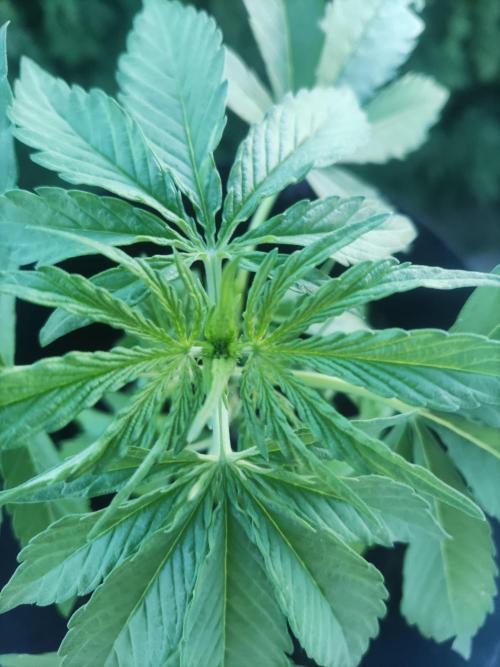 Durban Poison Autoflower. Week 3
