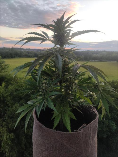 Auto Moon Rock ( In & Outdoor ). Week 8 - Tag 56