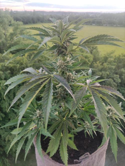 Auto Moon Rock ( In & Outdoor ). Week 8