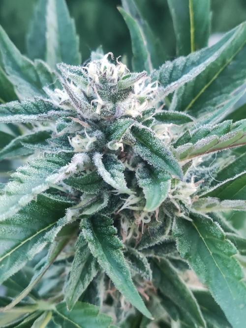 Auto Moon Rock ( In & Outdoor ). Week 8