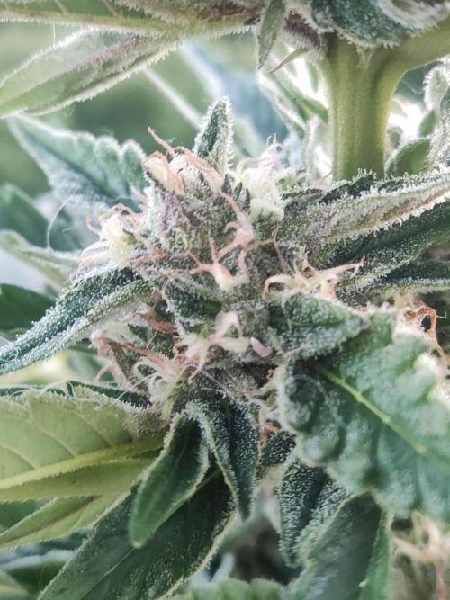 Auto Moon Rock ( In & Outdoor ). Week 8