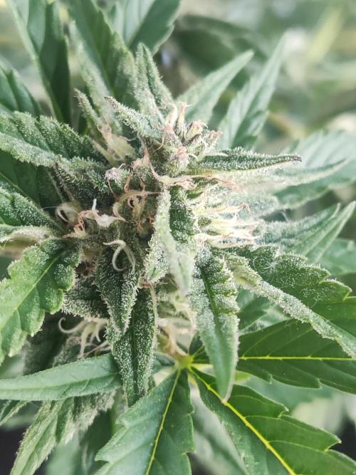 Auto Moon Rock ( In & Outdoor ). Week 8