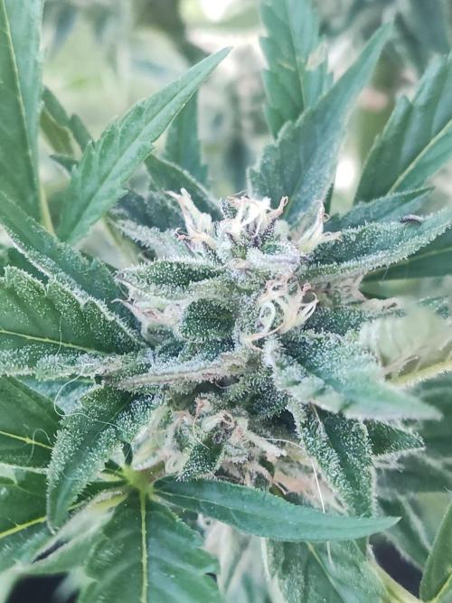Auto Moon Rock ( In & Outdoor ). Week 8