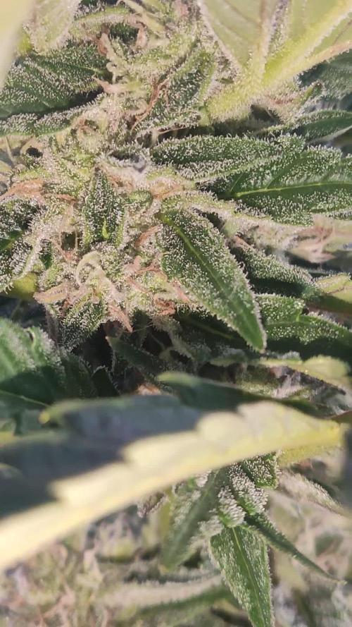 Auto Moon Rock ( In & Outdoor )
