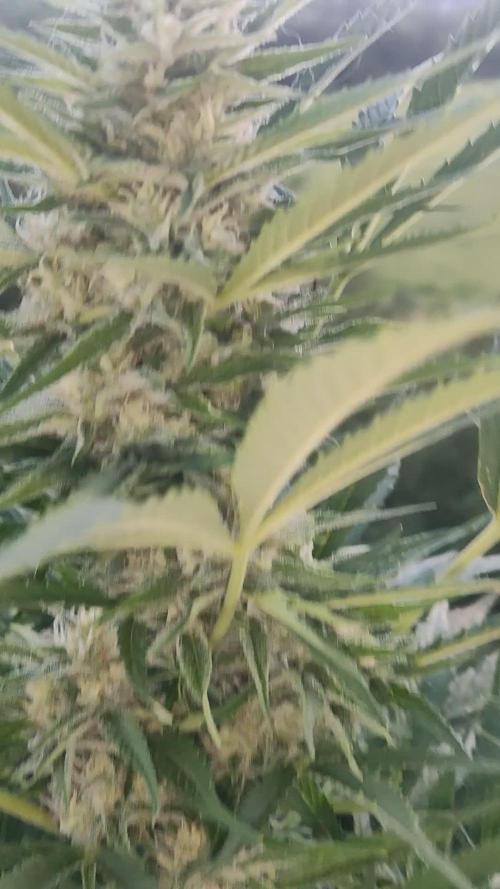 Creamzilla Auto ( In & Outdoor )