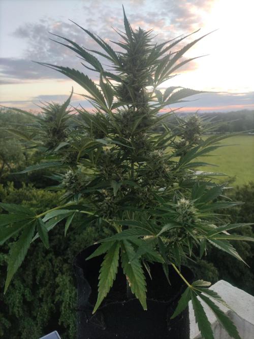 Creamzilla Auto ( In & Outdoor ). Week 8 - Tag 56