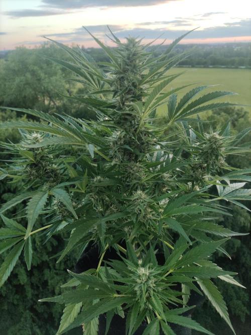 Creamzilla Auto ( In & Outdoor ). Week 8