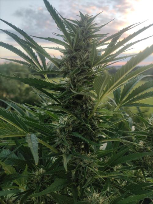 Creamzilla Auto ( In & Outdoor ). Week 8