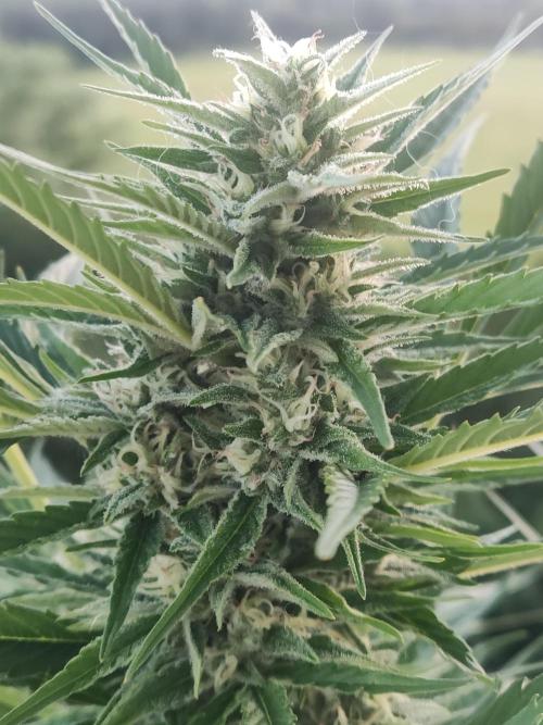 Creamzilla Auto ( In & Outdoor ). Week 8