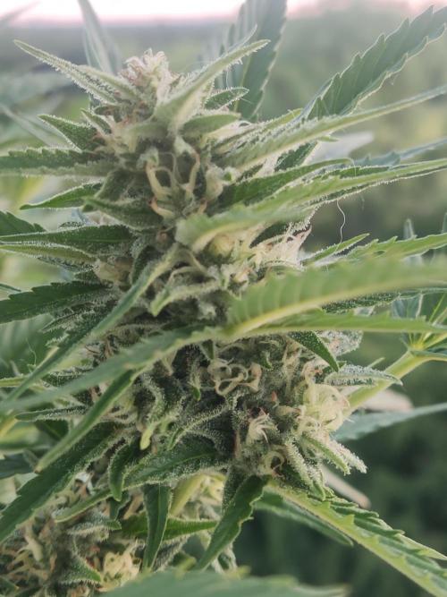 Creamzilla Auto ( In & Outdoor ). Week 8
