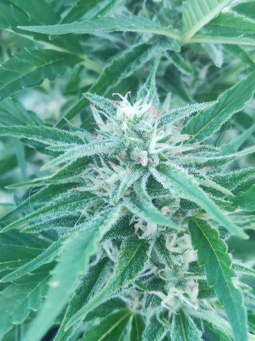 Creamzilla Auto ( In & Outdoor ). Week 8