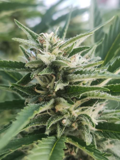 Creamzilla Auto ( In & Outdoor ). Week 8