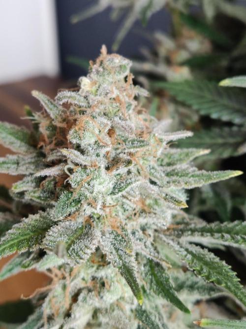 Unicorn Wagyu. Week 15