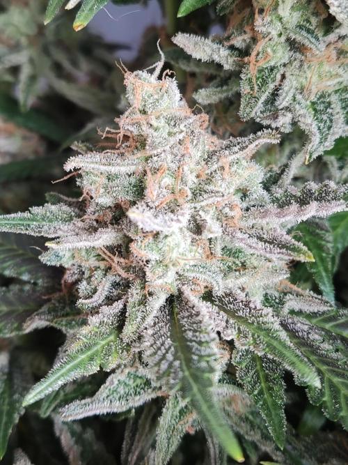 Unicorn Wagyu. Week 15