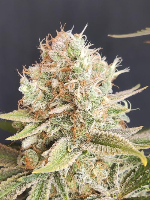 Unicorn Wagyu. Week 15