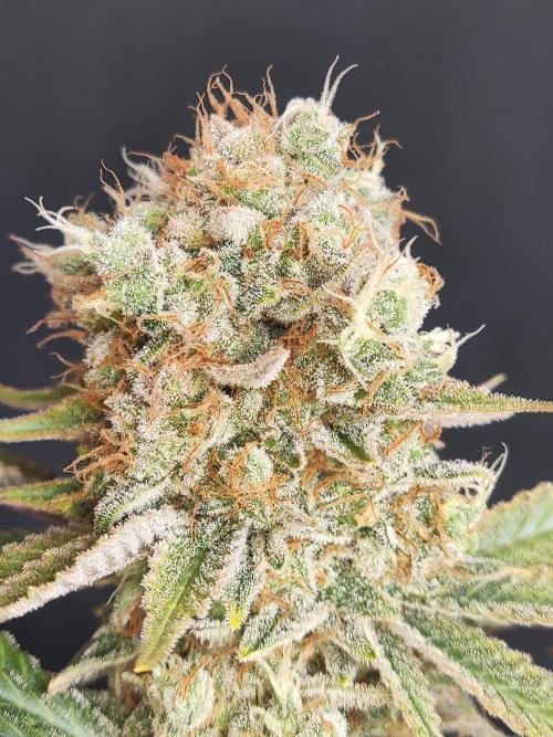 Unicorn Wagyu. Week 15