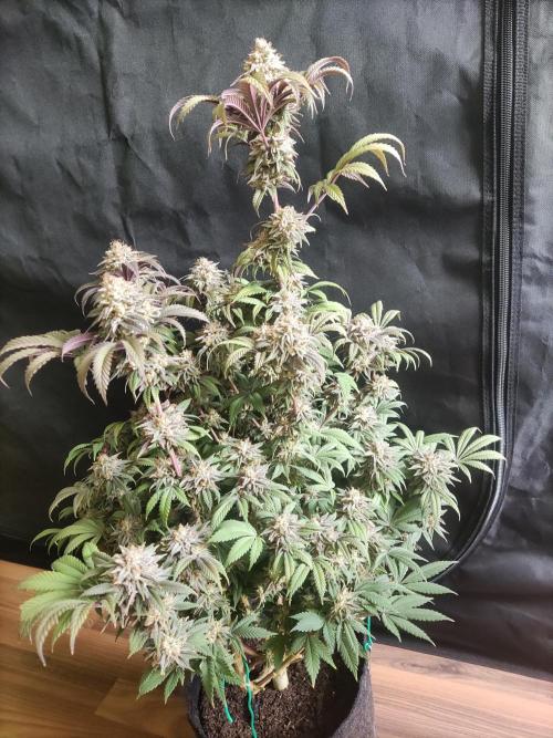 Big Bud. Week 20 - Tag 70