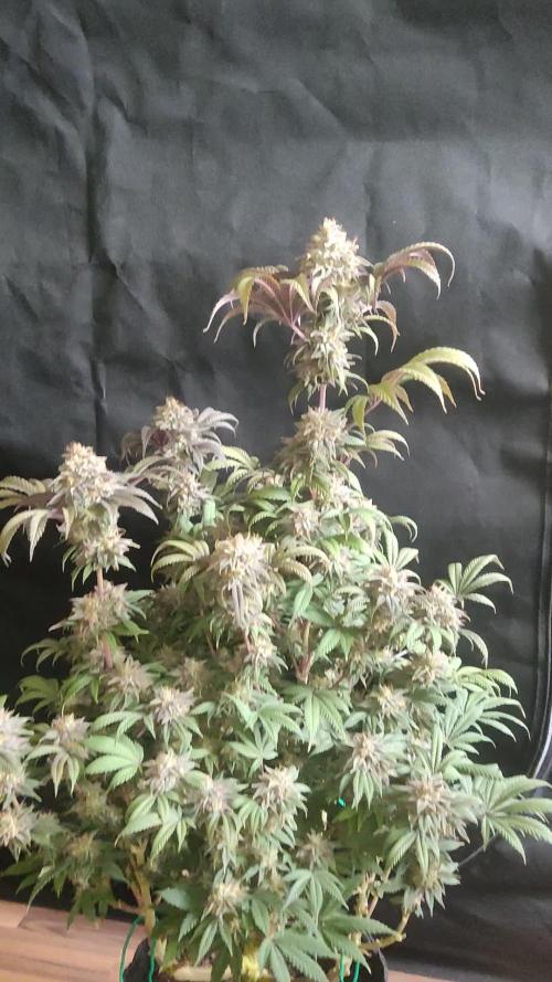 Big Bud