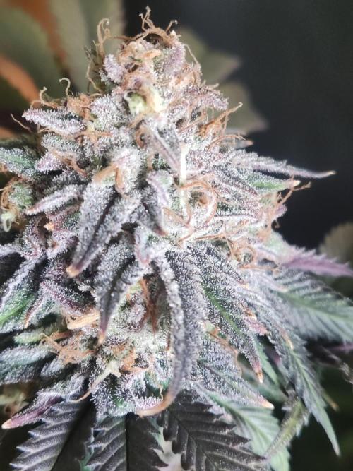 Big Bud. Week 20