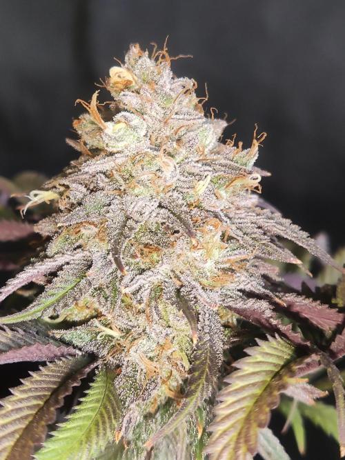 Big Bud. Week 20