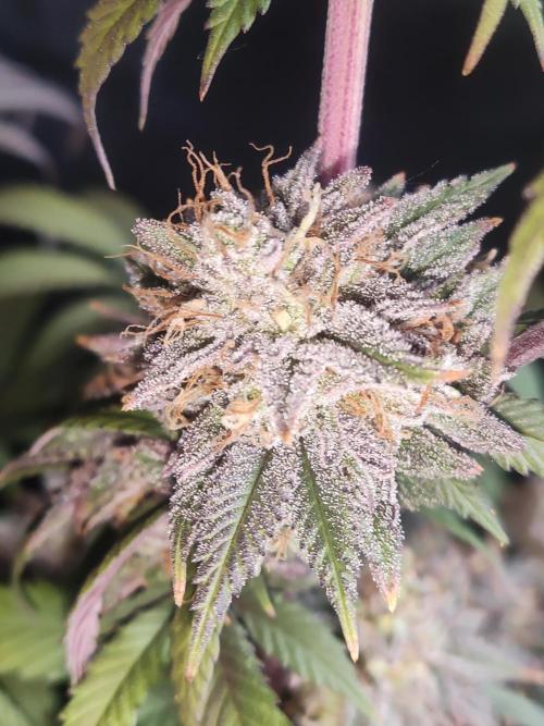 Big Bud. Week 20