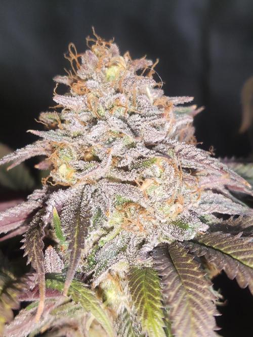 Big Bud. Week 20