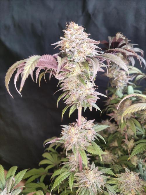 Big Bud. Week 20